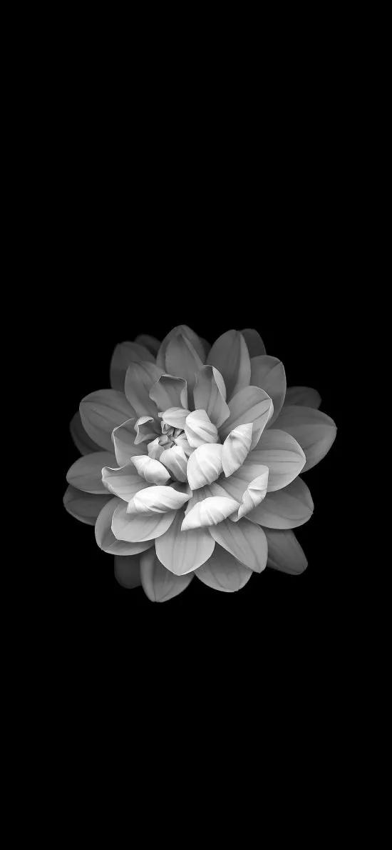 黑白花朵壁纸超清,全屏花朵壁纸无水印黑白