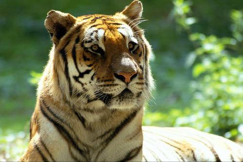 喝老虎酒有什么功效,老虎的骨头对人体有害吗