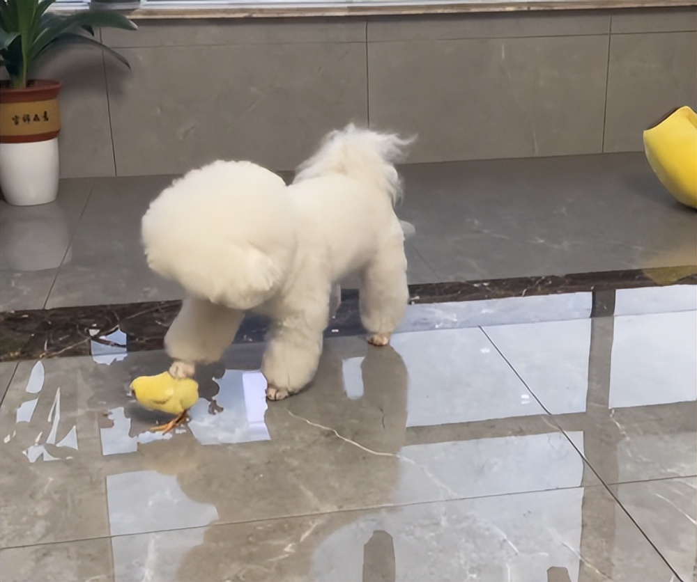 狗狗生吞小鸡挨胖揍，事后铲屎官翻看视频才发现竟是个误会！