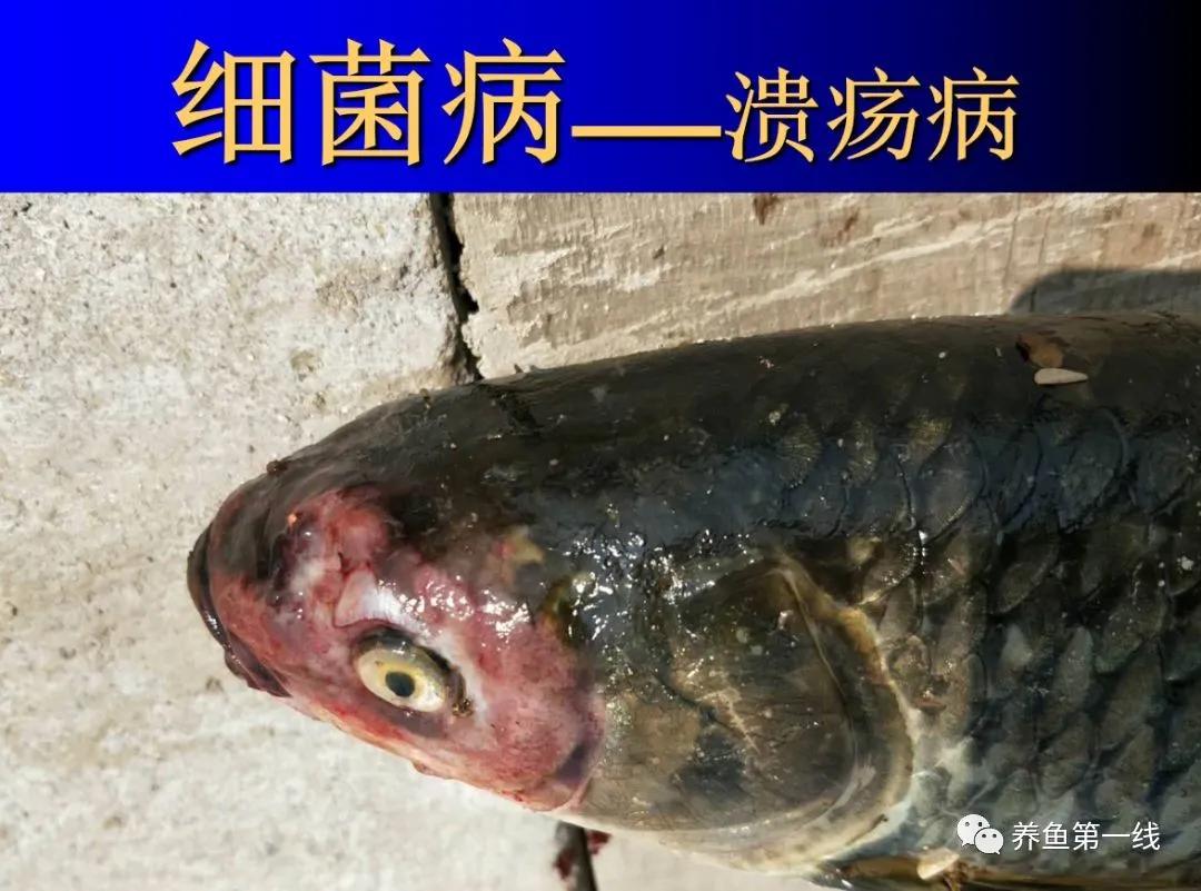 鱼类红嘴病图片,鱼烂嘴病的治疗方法