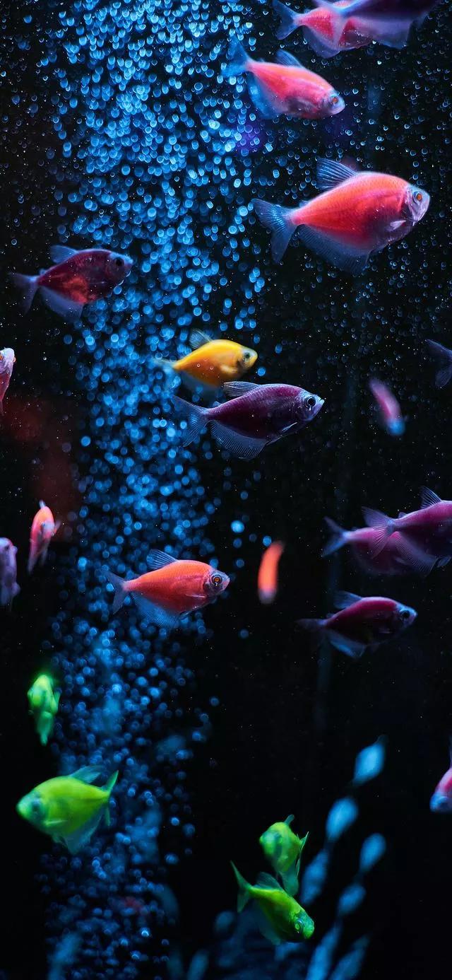 海底世界高清大图壁纸,手机动态海底世界鱼壁纸