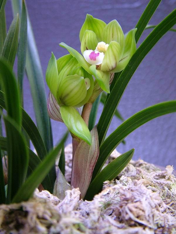 春兰皇后绿云引种苗图片,春兰皇后绿云来历