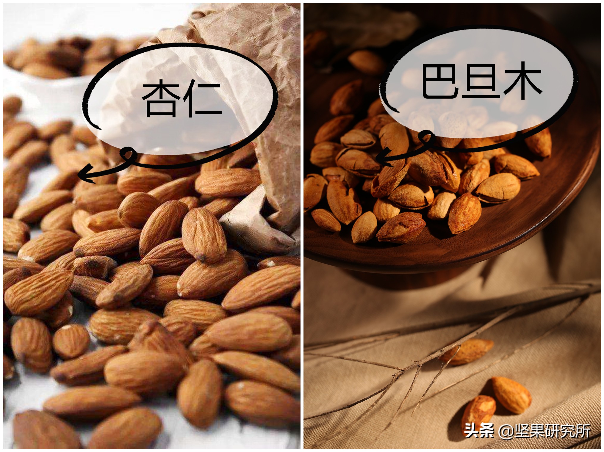 巴西松子的果是什么样的,巴西松子与东北松子营养有区别吗