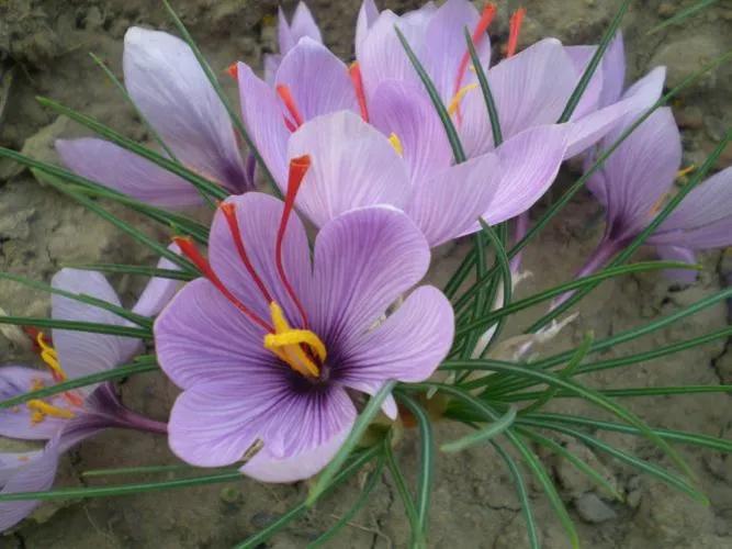 十二星座本命香水,十二星座本命星座