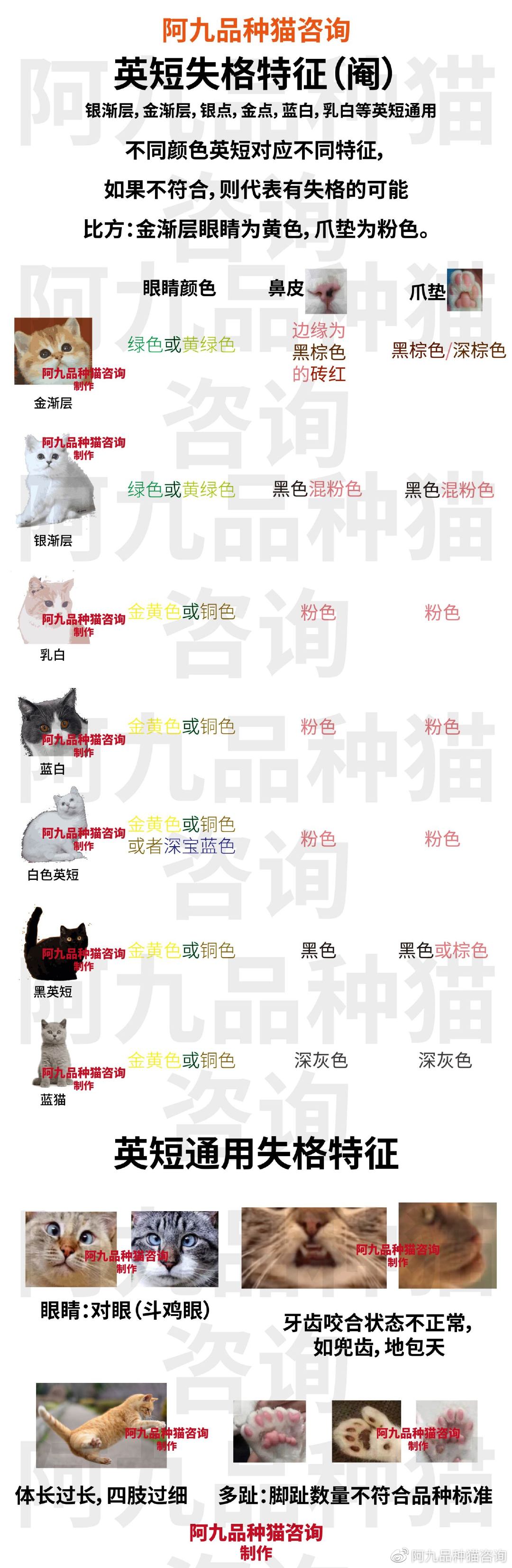 英短重点鼻子是什么样，英短鼻子有块黑色，英短猫是不是扁平鼻