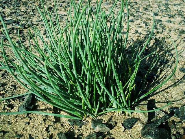 可以吃的野菜大全100种图解,教你认识100种野菜