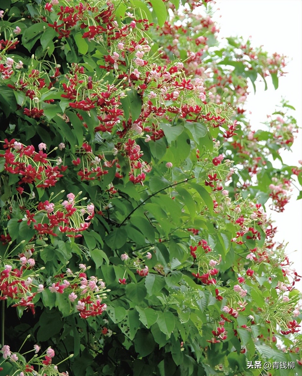 独家揭秘南国花城夏季四季惊艳