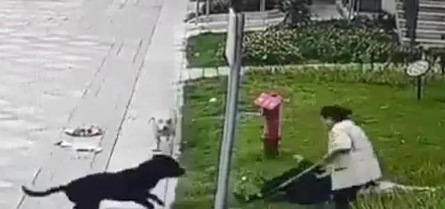 黑暗背后的惊天秘密大揭秘,最大的罗威纳繁殖基地