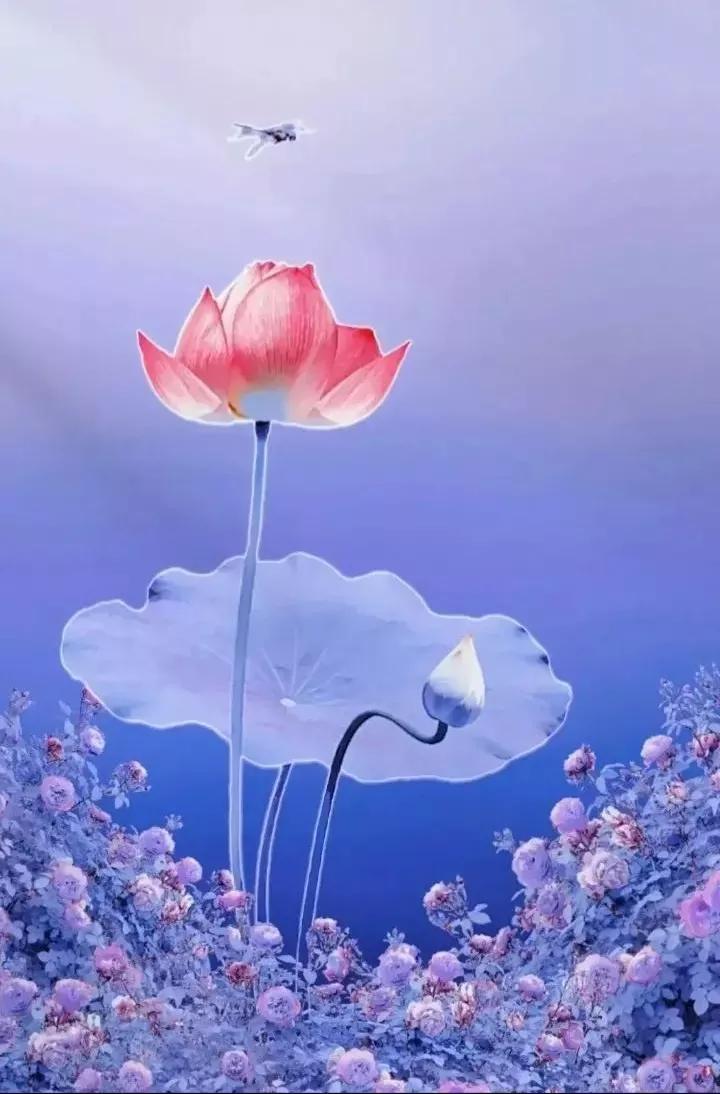 荷花壁纸手机超清全面屏,荷花千瓣莲唯美高清大图壁纸