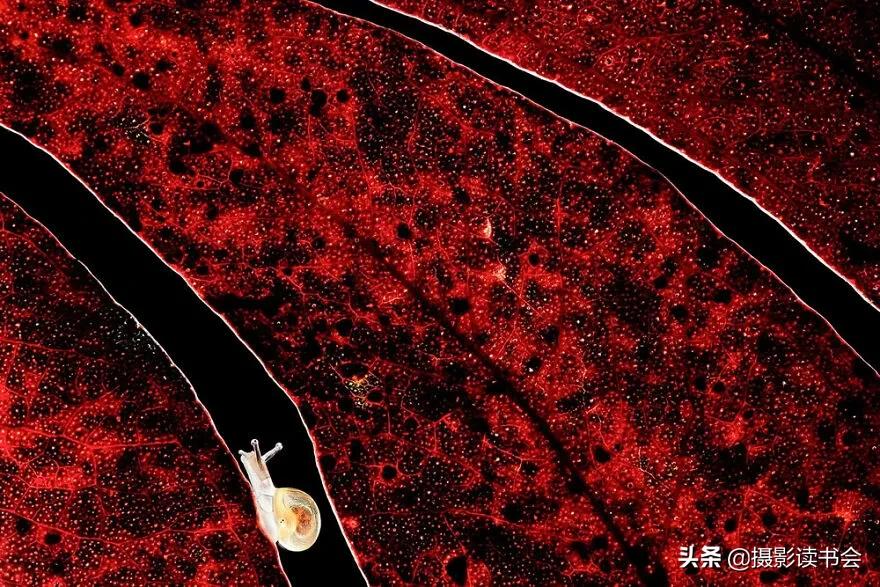 2018年度最佳摄影照片,创造出令人惊叹的自然摄影照片