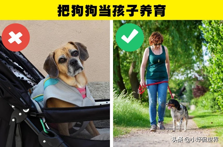 可能会对狗狗带来伤害的10种粗心大意的行为