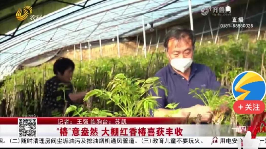 一个人如何种植致富树,农村现在种植树最赚钱