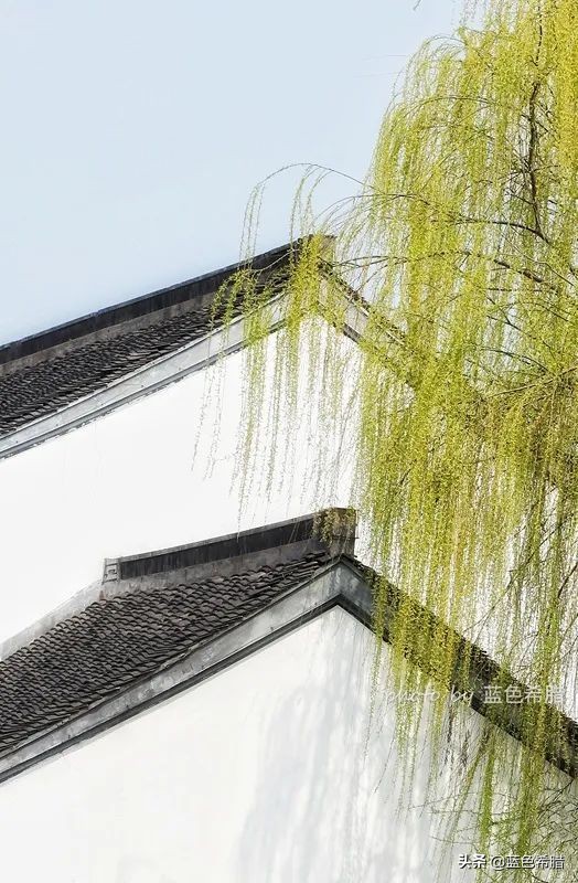 花花草草怎么拍出高级感,如何拍出惊艳的花卉