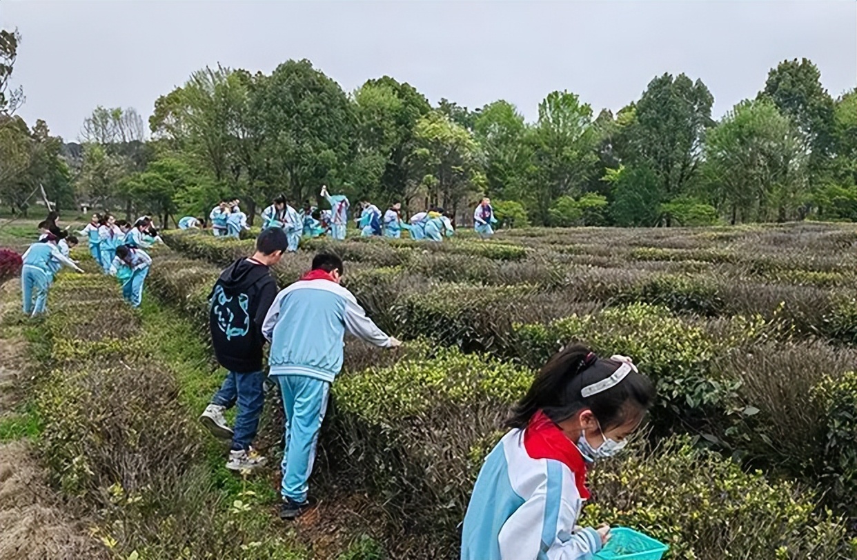 湖北春茶,湖北春茶叫什么