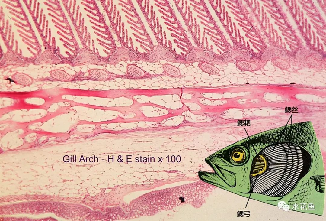 鱼鳃是什么原理呼吸的,鱼鳃呼吸