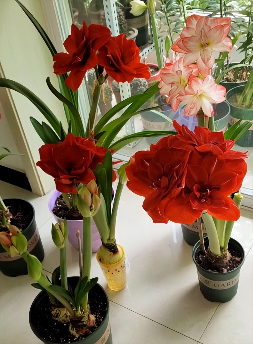 这3种花漂亮又好养1年能开300多天,5种花超好养漂亮上档次