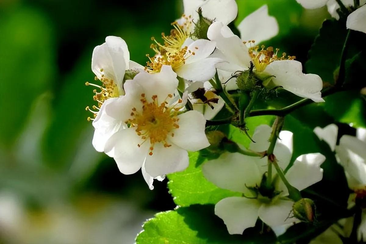 花开到荼蘼的诗句,花开荼蘼花事了诗句
