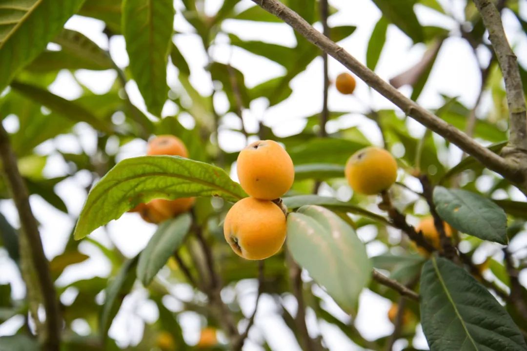30首初夏诗词,暮春初夏的唯美诗词