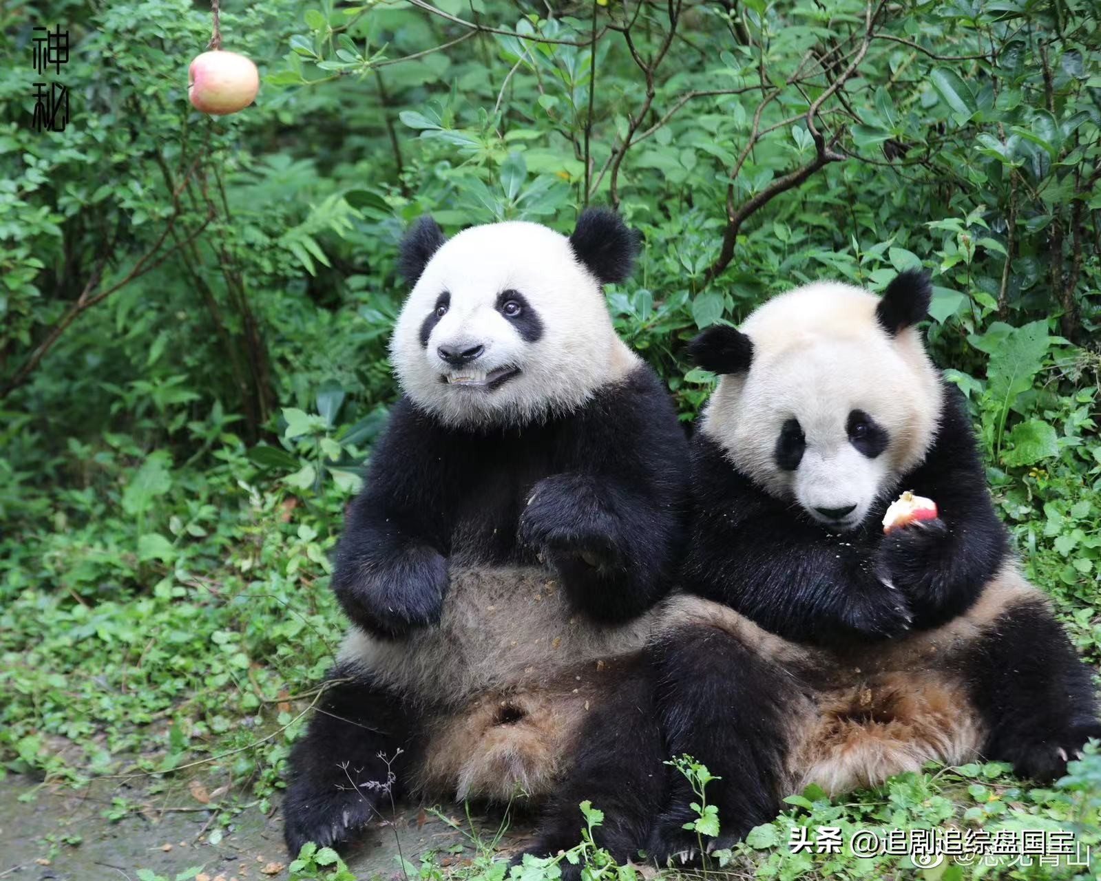 大熊猫金双金喜,大熊猫金喜金双