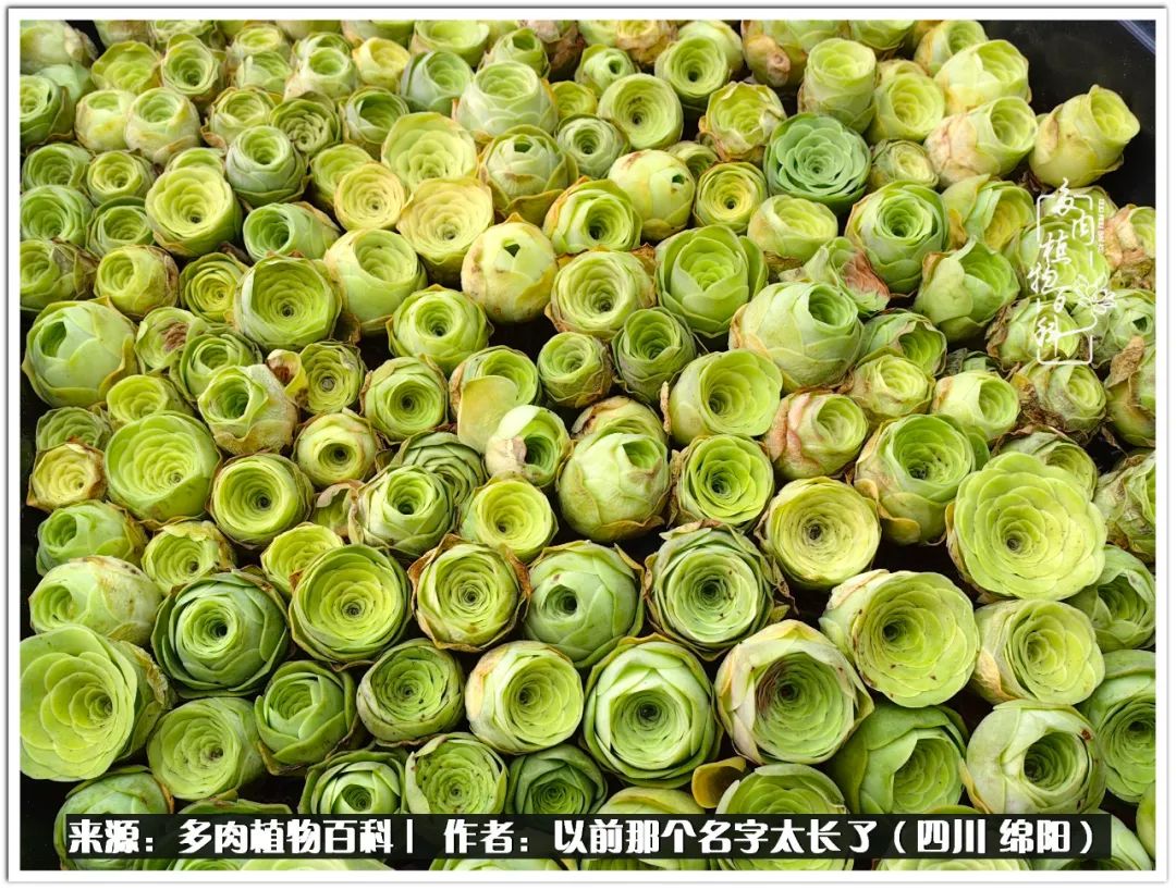 夏天山地玫瑰,小清新山地玫瑰