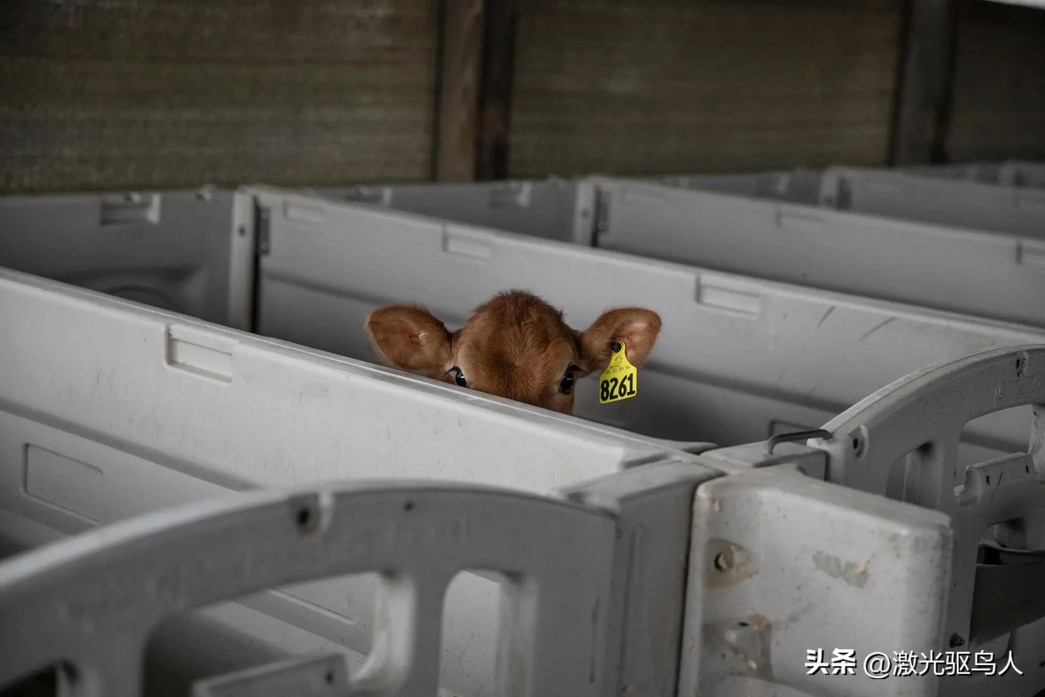 奶牛一生的辛酸悲惨史,奶牛场对待奶牛残暴吗