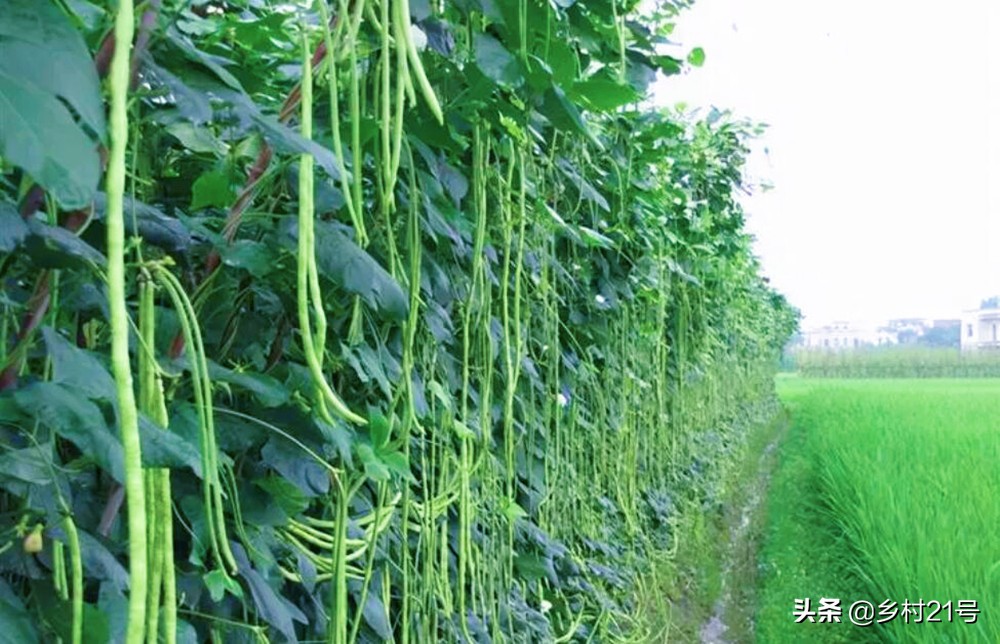 怎样治豆角害虫最有效,豆角有钻心虫和蚜虫用什么药
