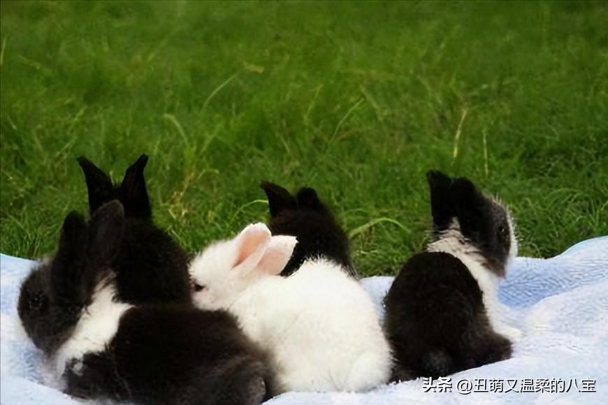 兔子感冒大概几天会死,兔子感冒一个星期