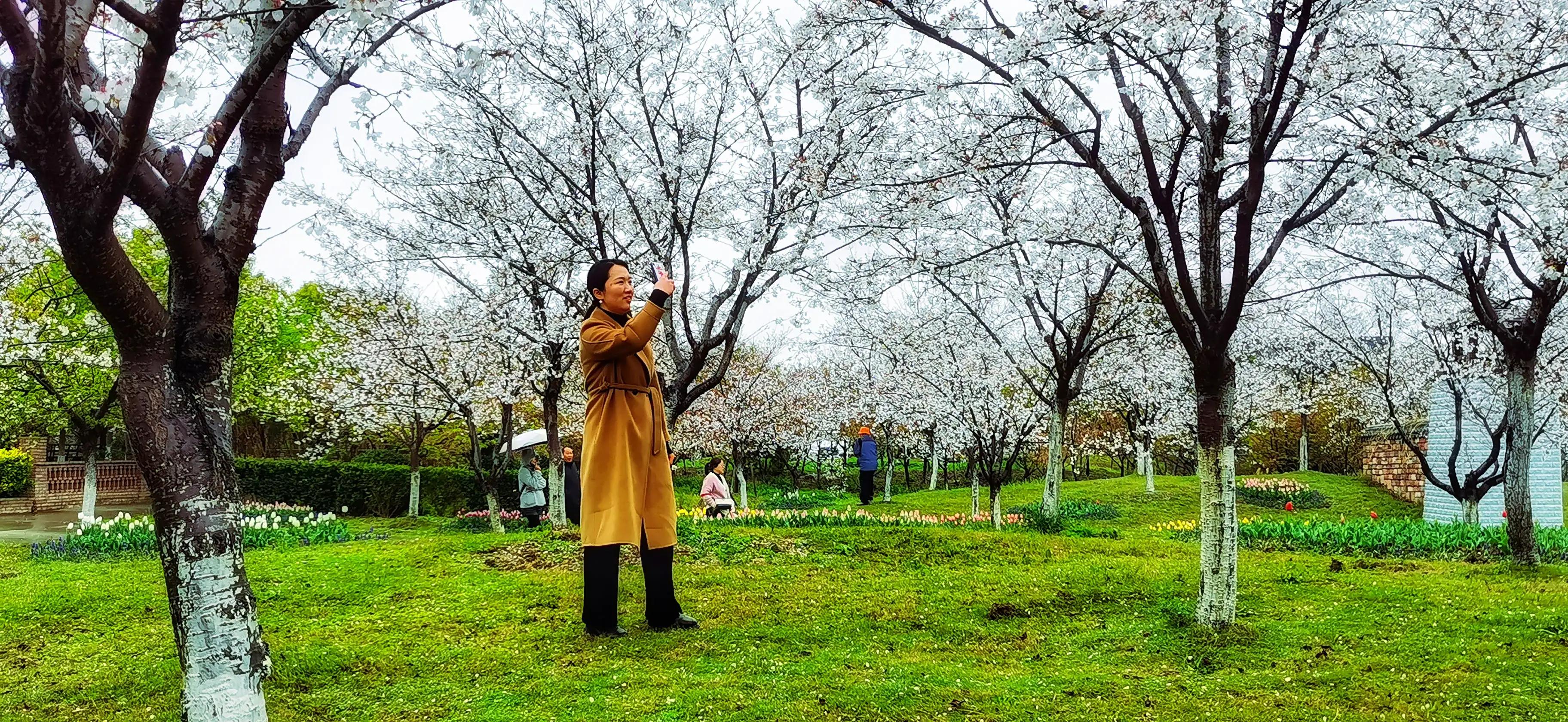 湖北宜昌花海赏花,枝江同心花海四月有什么花