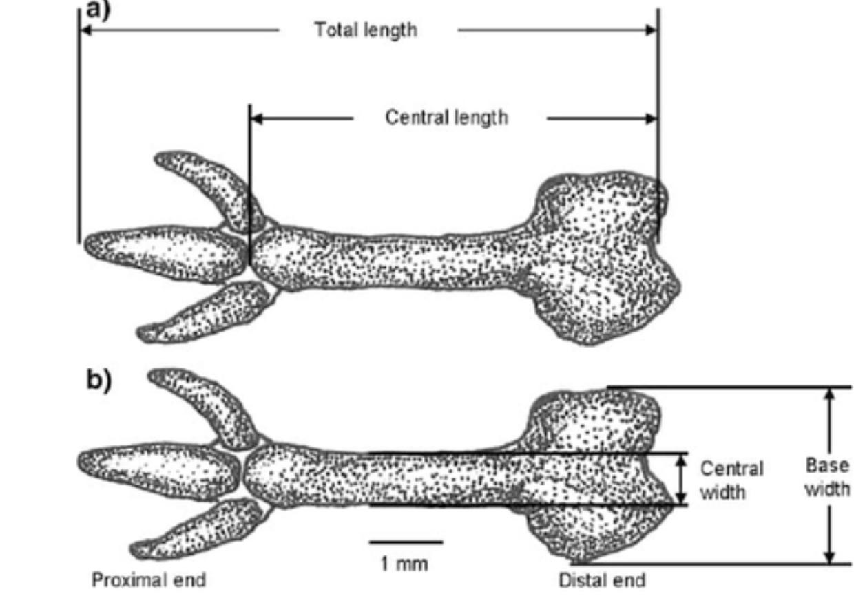 阴茎骨是什么？人类为什么没有呢？奇怪的知识增加了