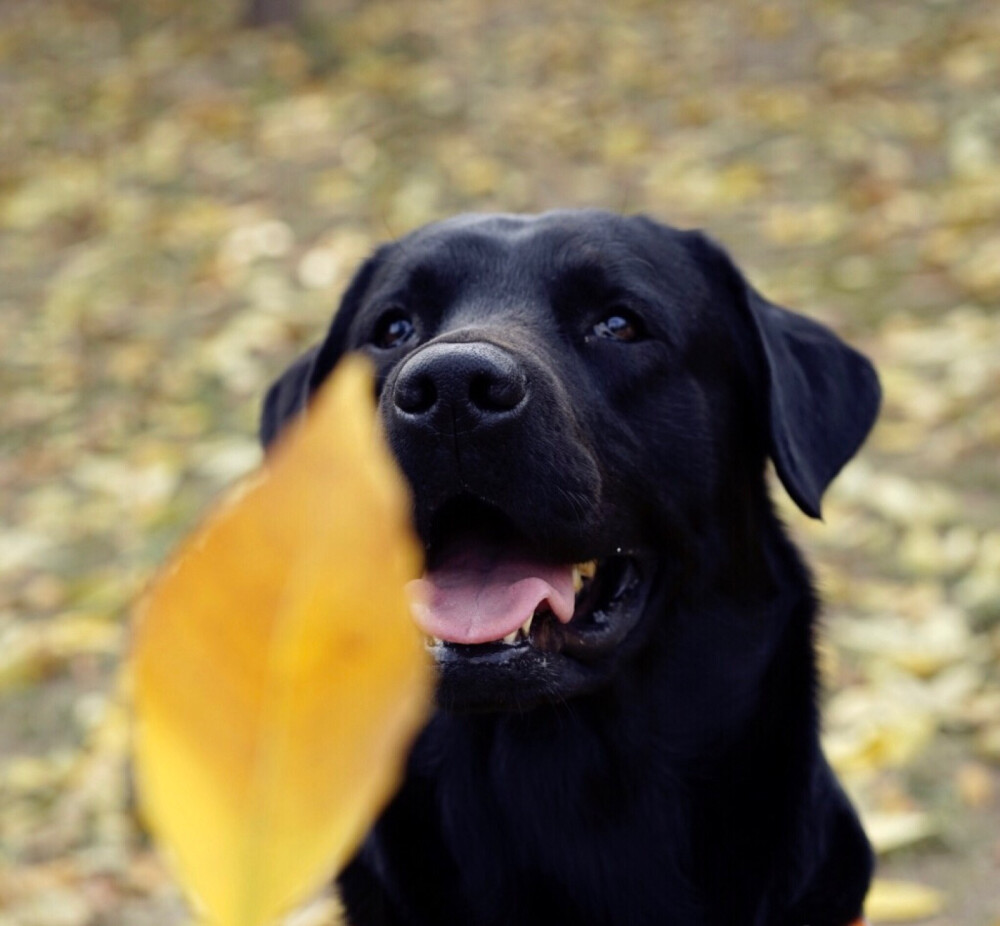 什么颜色的拉布拉多好,拉布拉多脚毛和身上毛颜色不一样