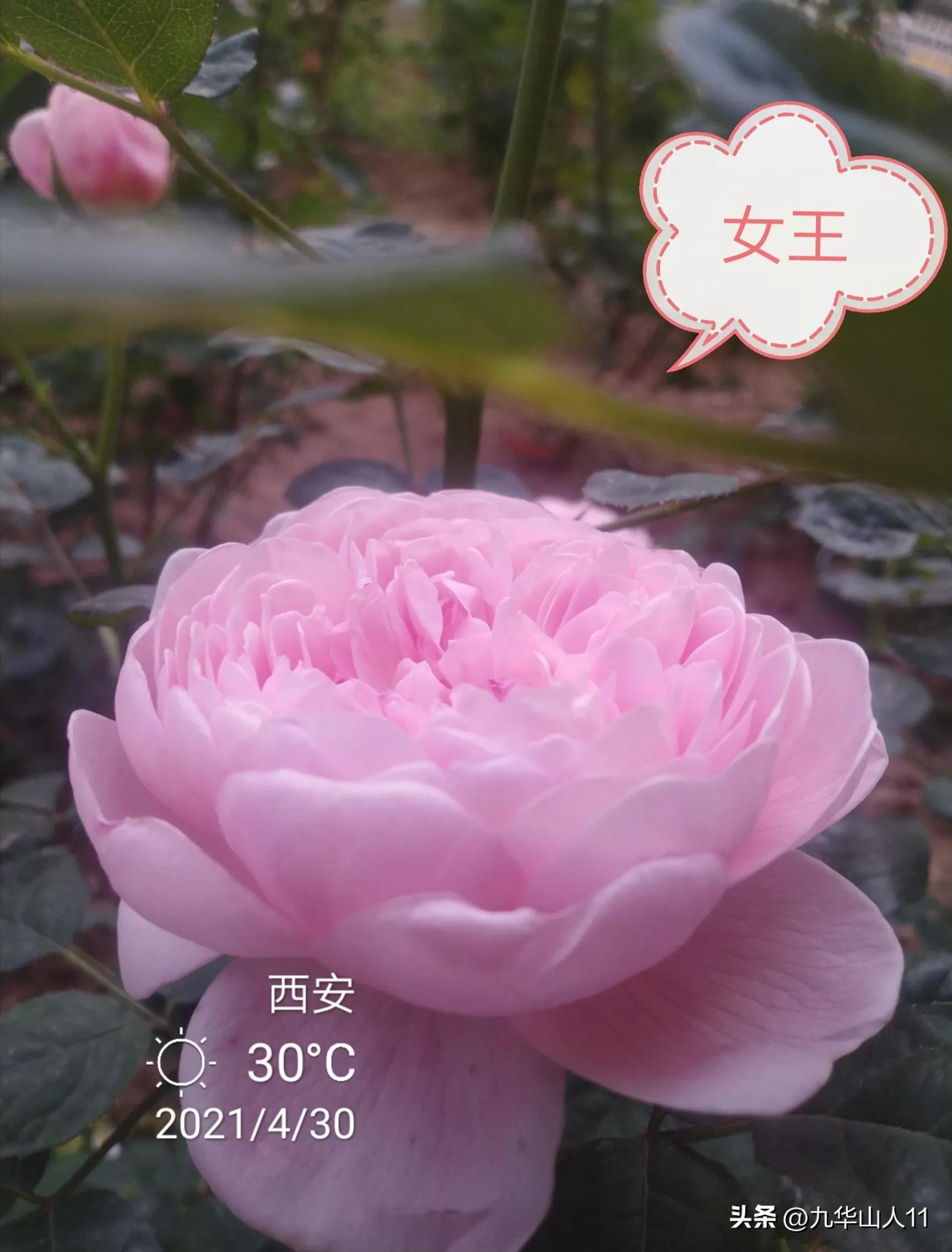 藤本月季品种列表,大红色藤本月季哪个品种好