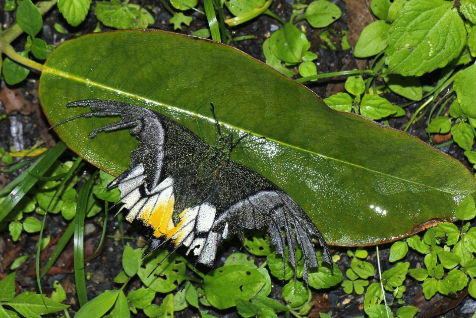 极其罕见！江西首现活体“牢底坐穿蝶”雌蝶，1只为何价值百万？