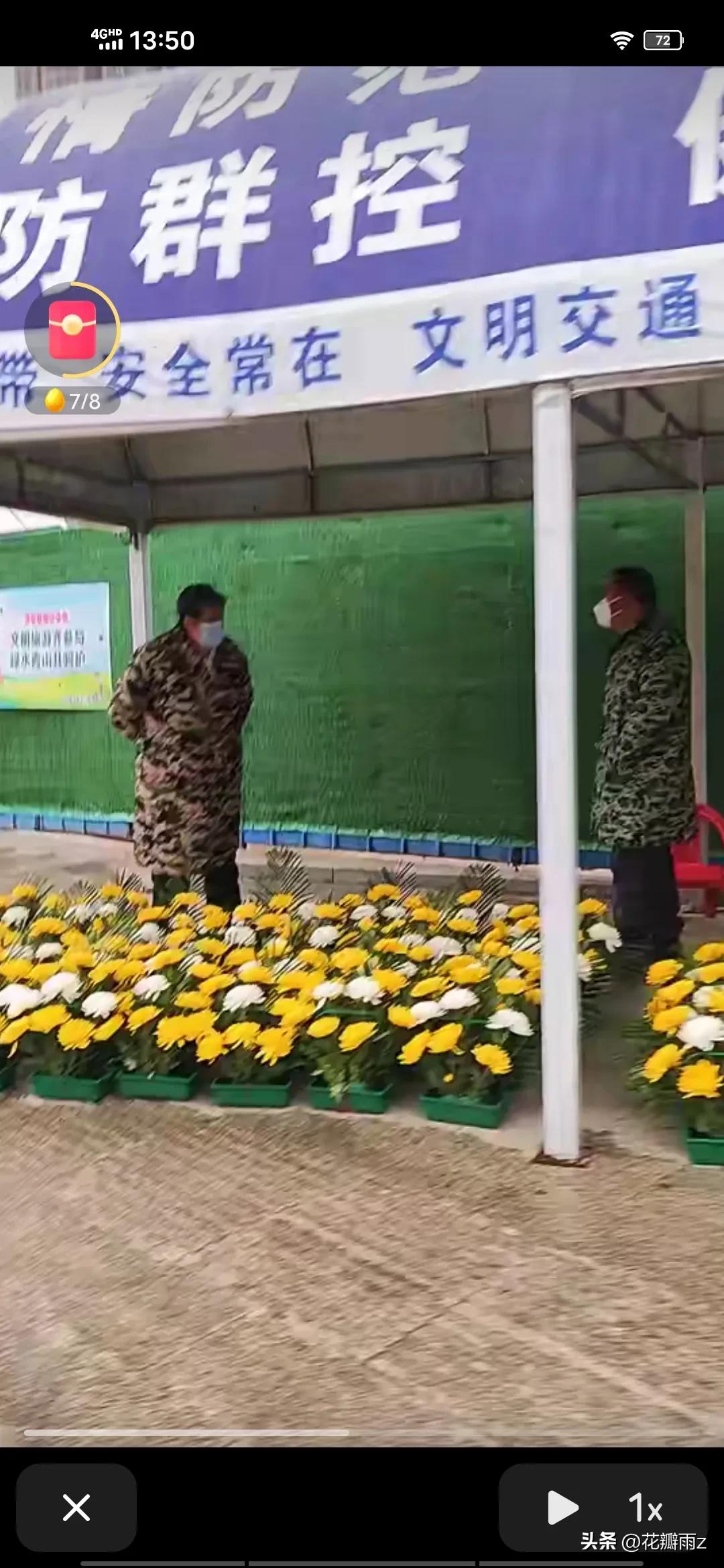 满城尽是菊花殇！大年三十武汉街头摆满菊花