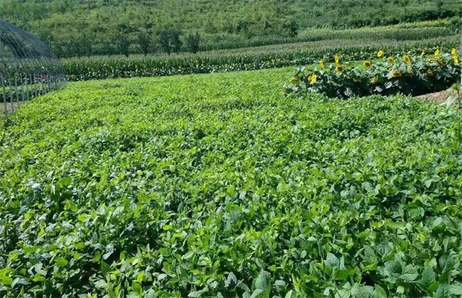 小扁豆是什么植物的种子,小扁豆植物是什么样子的