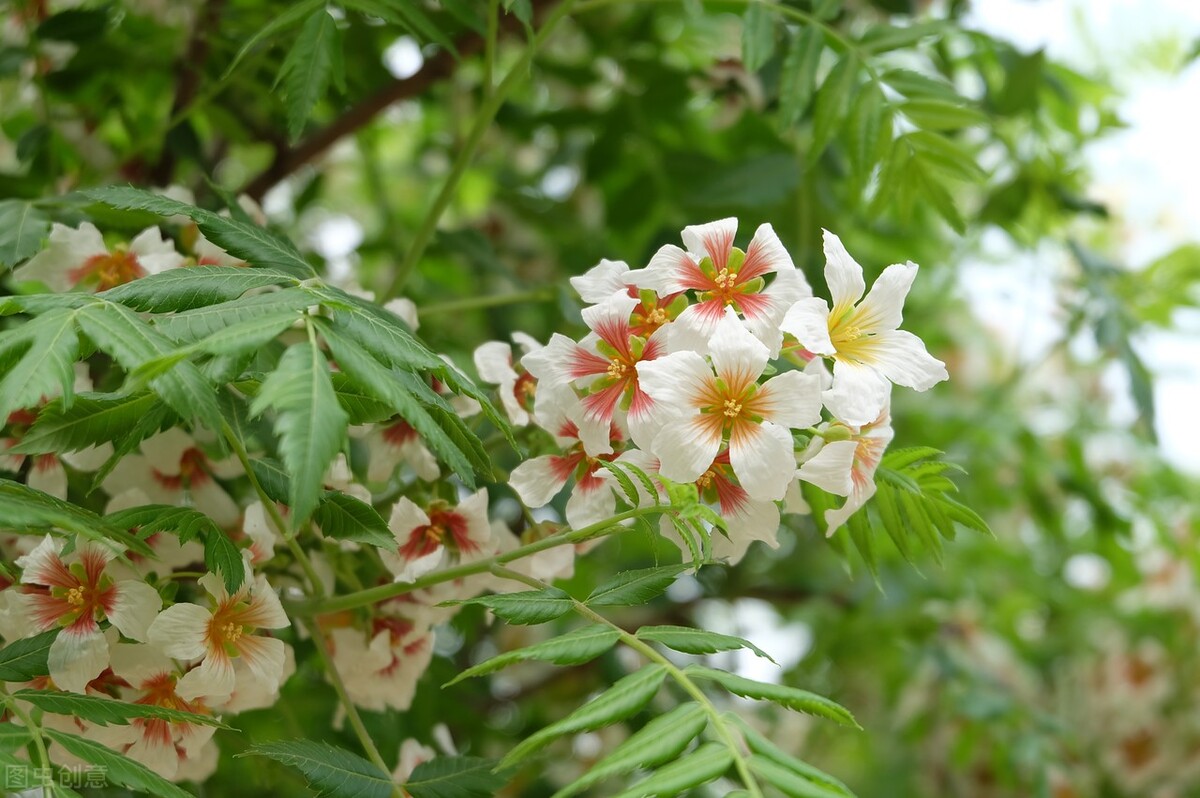 江西文冠果,文冠果是野生的吗