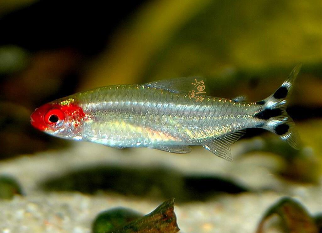 红鼻剪刀鱼怎么养正确方法图文,红鼻剪刀鱼好养吗