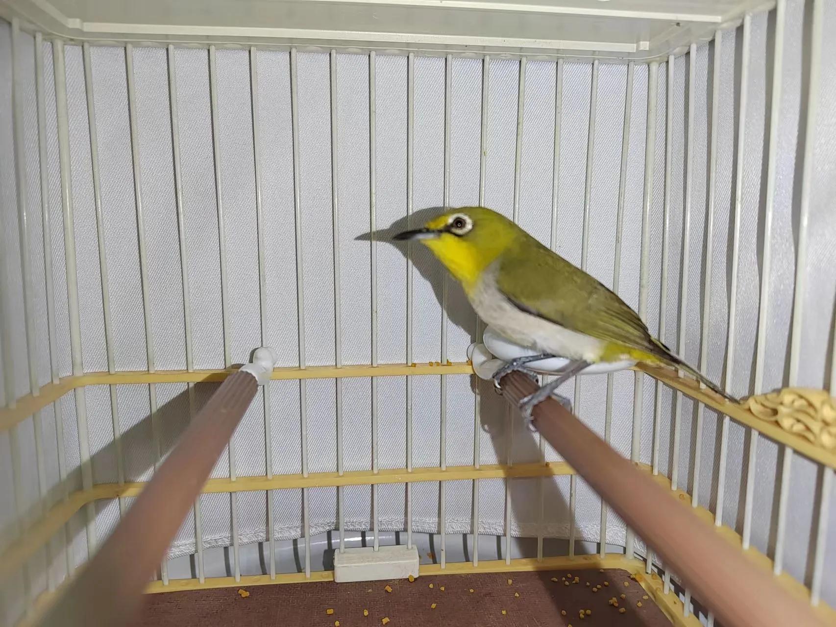 绣眼鸟水便什么样子,绣眼鸟老是振翅是什么原因