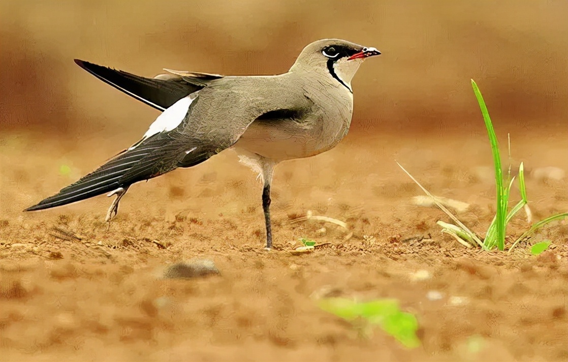 羽色最绚丽的鸟图片,鸟类雨后飞翔照片