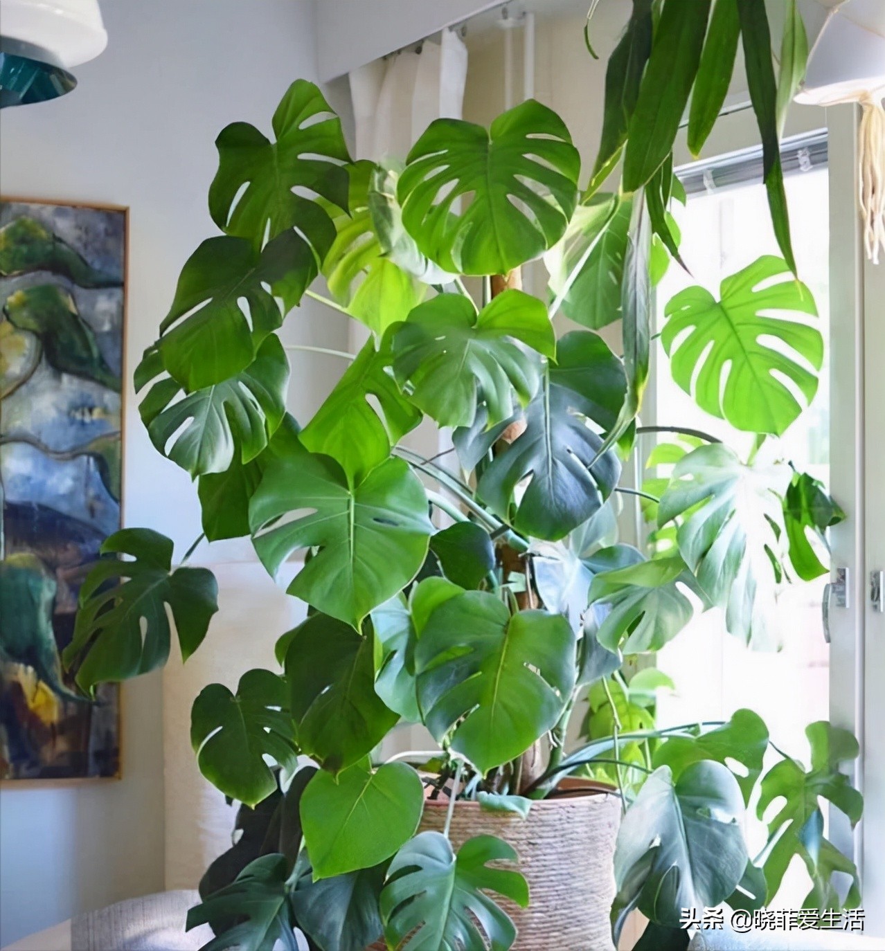 客厅养什么大型绿植最好看又好养,家里养什么绿植最好养又招财客厅