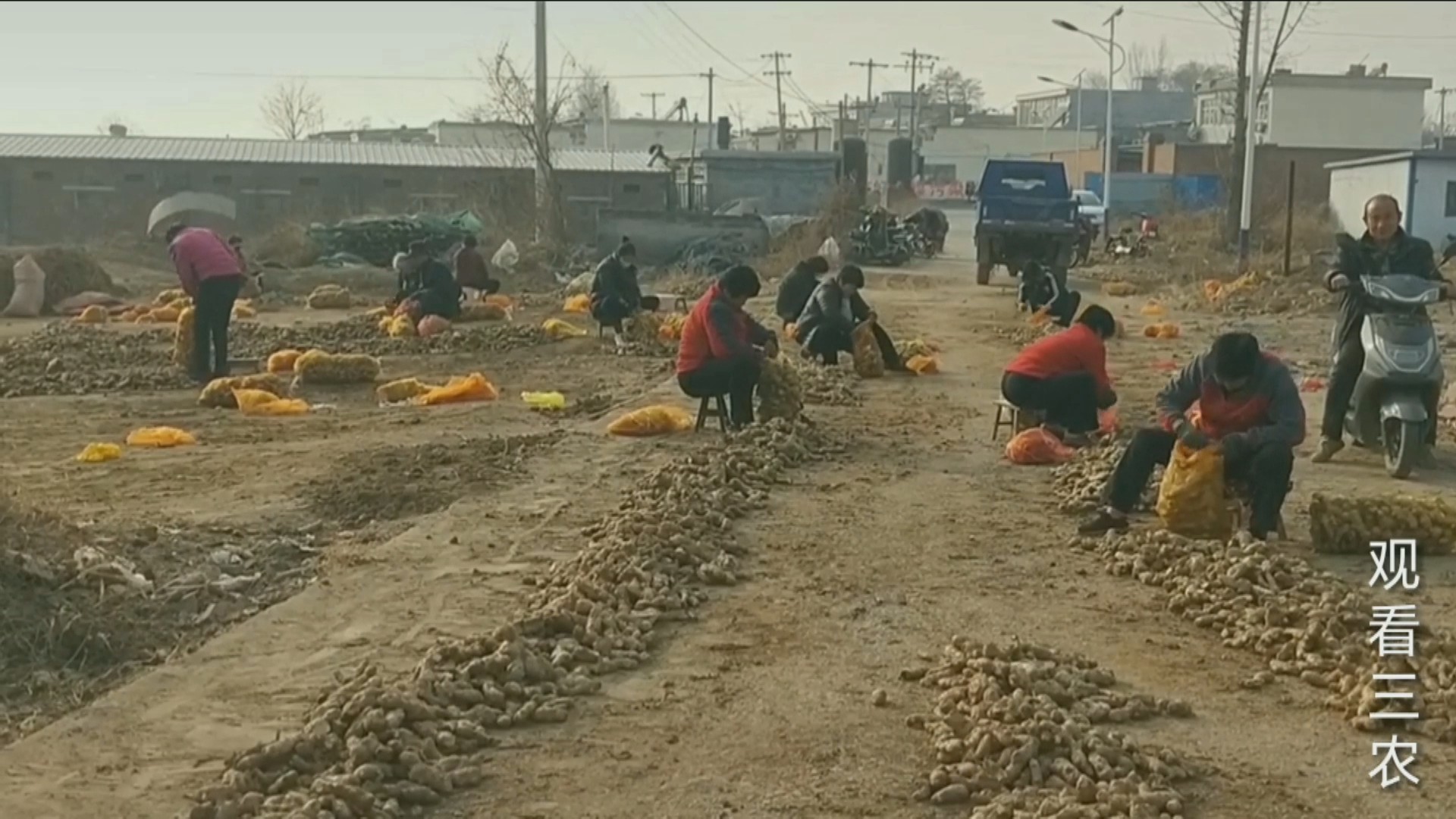 怎么用姜芽种出姜,大姜种植姜芽朝向怎么定