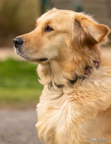 金毛犬是最好养的狗吗,小型犬适合家养的金毛