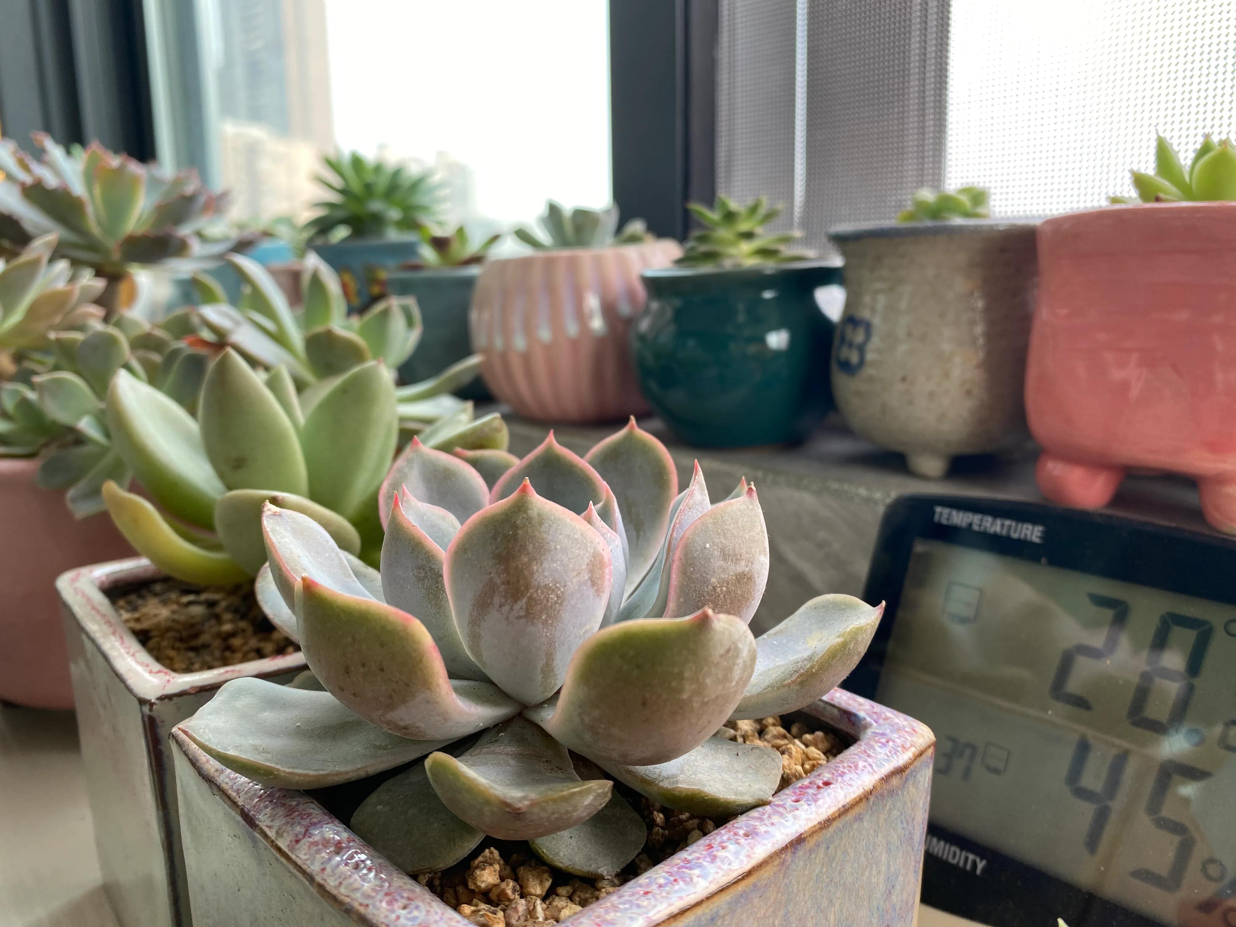 五月的颜色作文,五月的颜色对照表