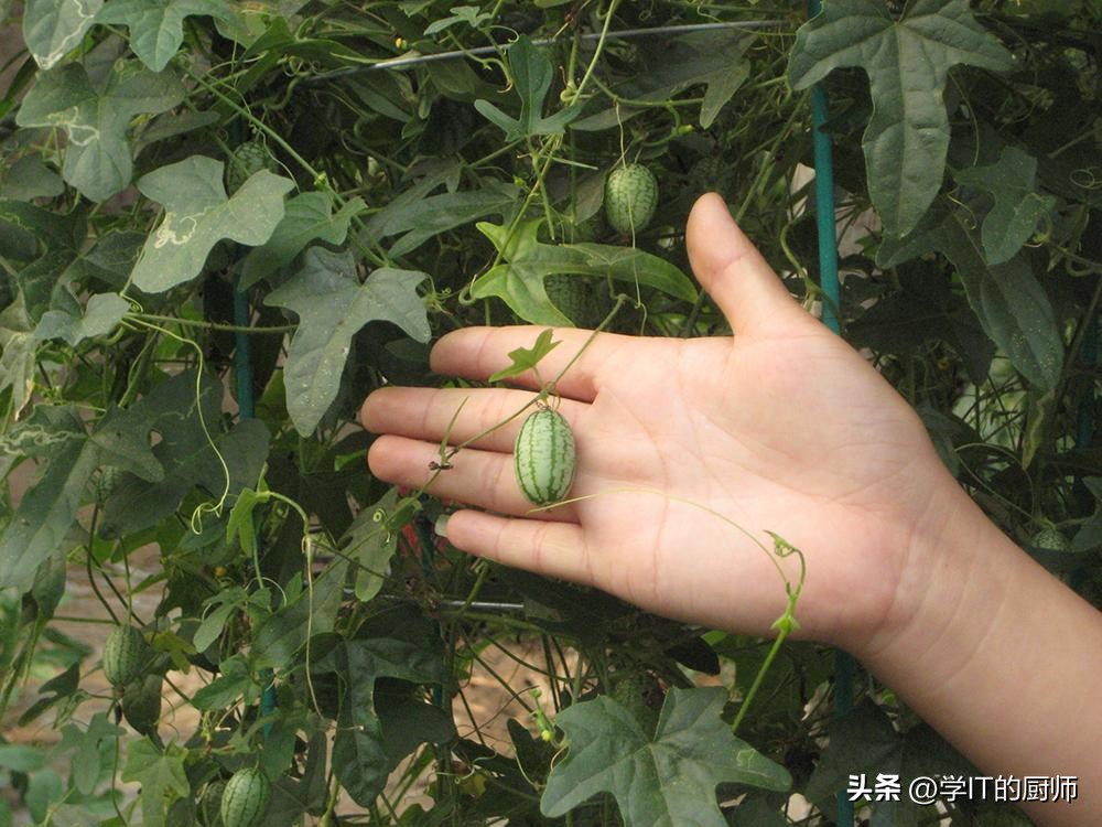 西瓜有哪些赚钱的项目,回农村投资30万种山地西瓜创业