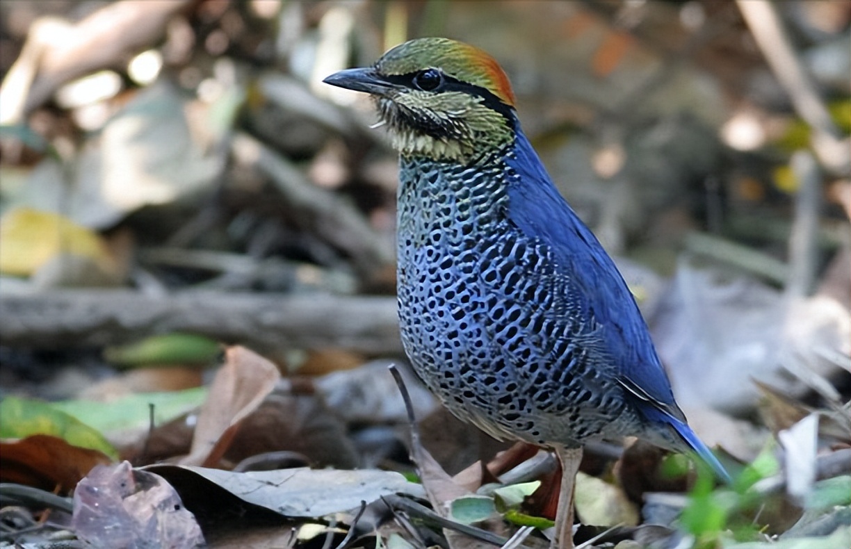 鸟儿大全高清图,高清珍稀鸟动态图片大全