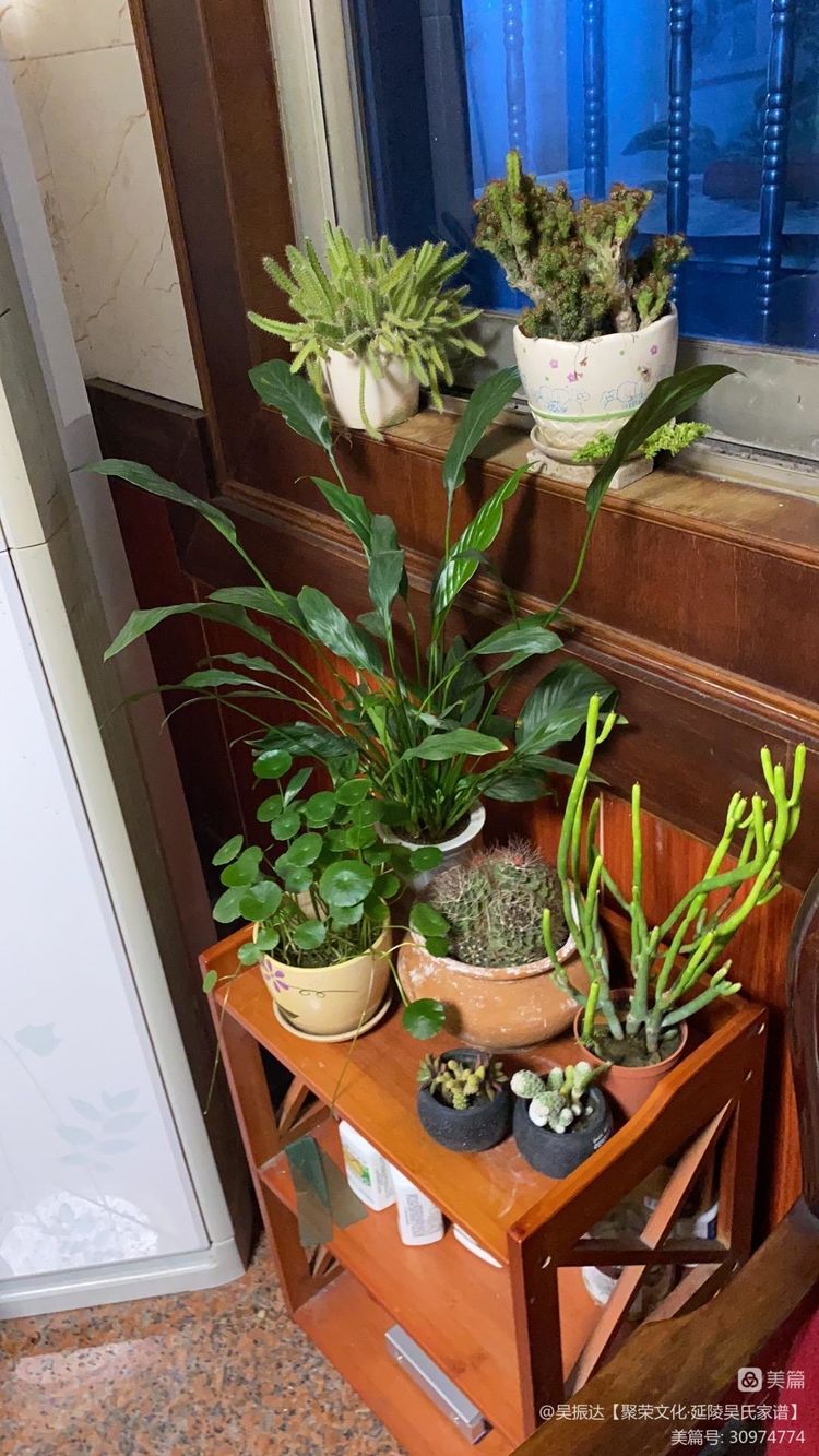 绿色是生命中的最美色彩