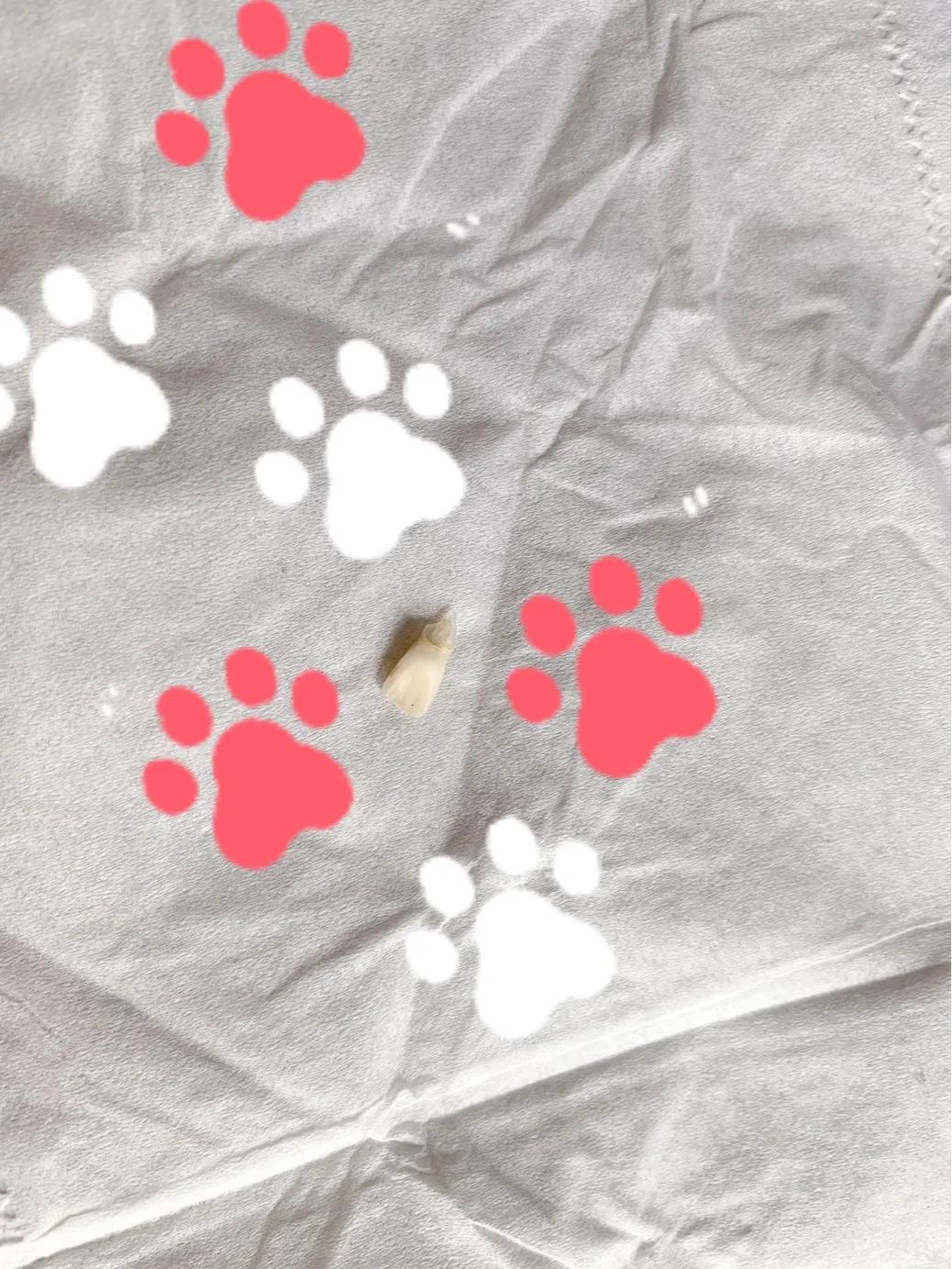 换牙期龋坏的牙齿该怎么办,小孩换牙换下来的牙齿放哪里