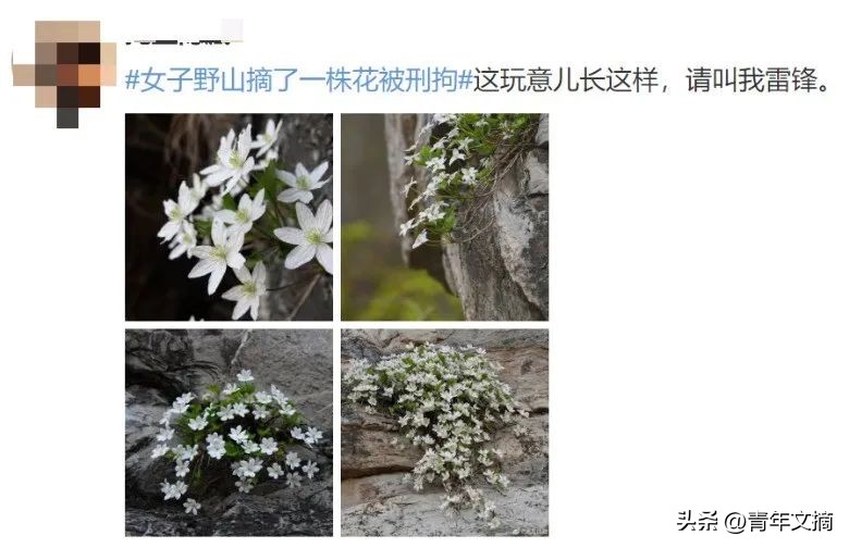 南京摘花被判刑,到底有多少人因为摘花被判刑了