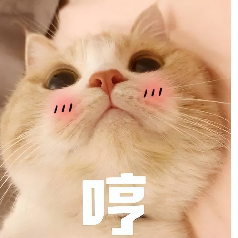 是我孤陋寡闻了吗?!猫咪也有“大姨妈”…