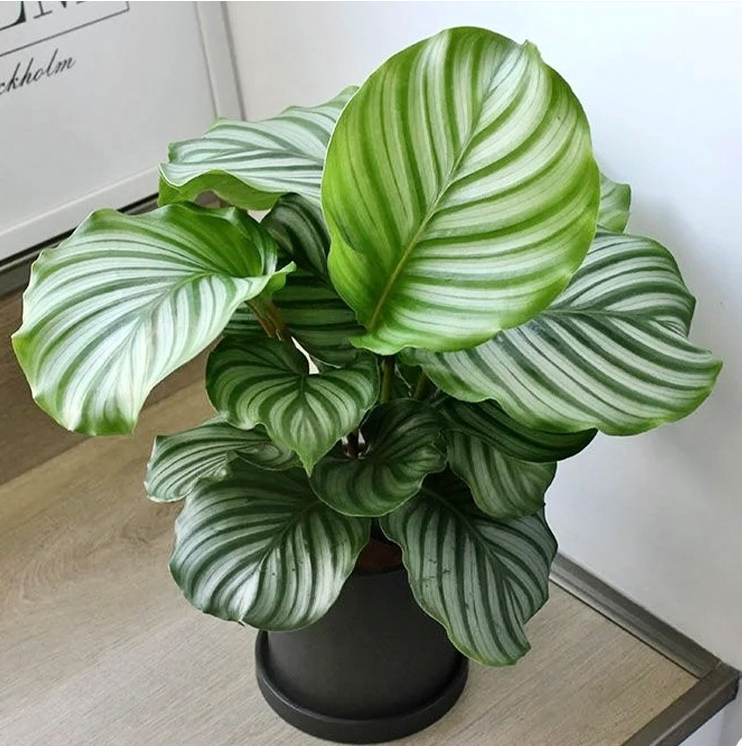 养青苹果绿植用什么土,养竹芋要注意哪些事项