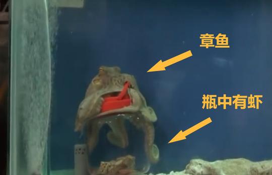 高智商章鱼：幸亏产卵后“自杀”，不然大概率会成为“海洋霸主”